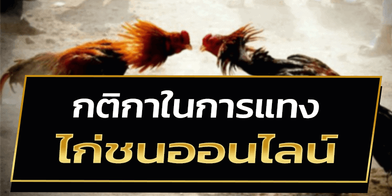 กติกาในการแทง ไก่ชนออนไลน์